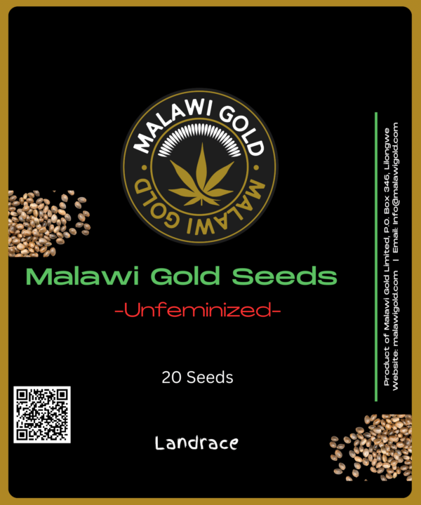 Unfeminized Malawi Gold Seeds (5pk,10pk,20pk) - Image 3